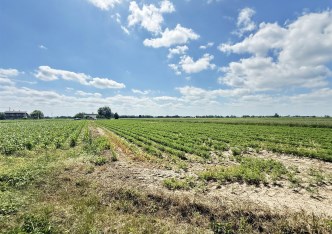 działka na sprzedaż - Warta (gw), Cielce